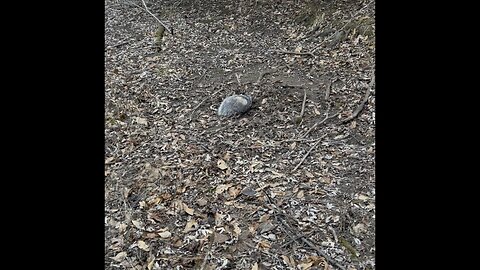 Collecting traps before the big snow