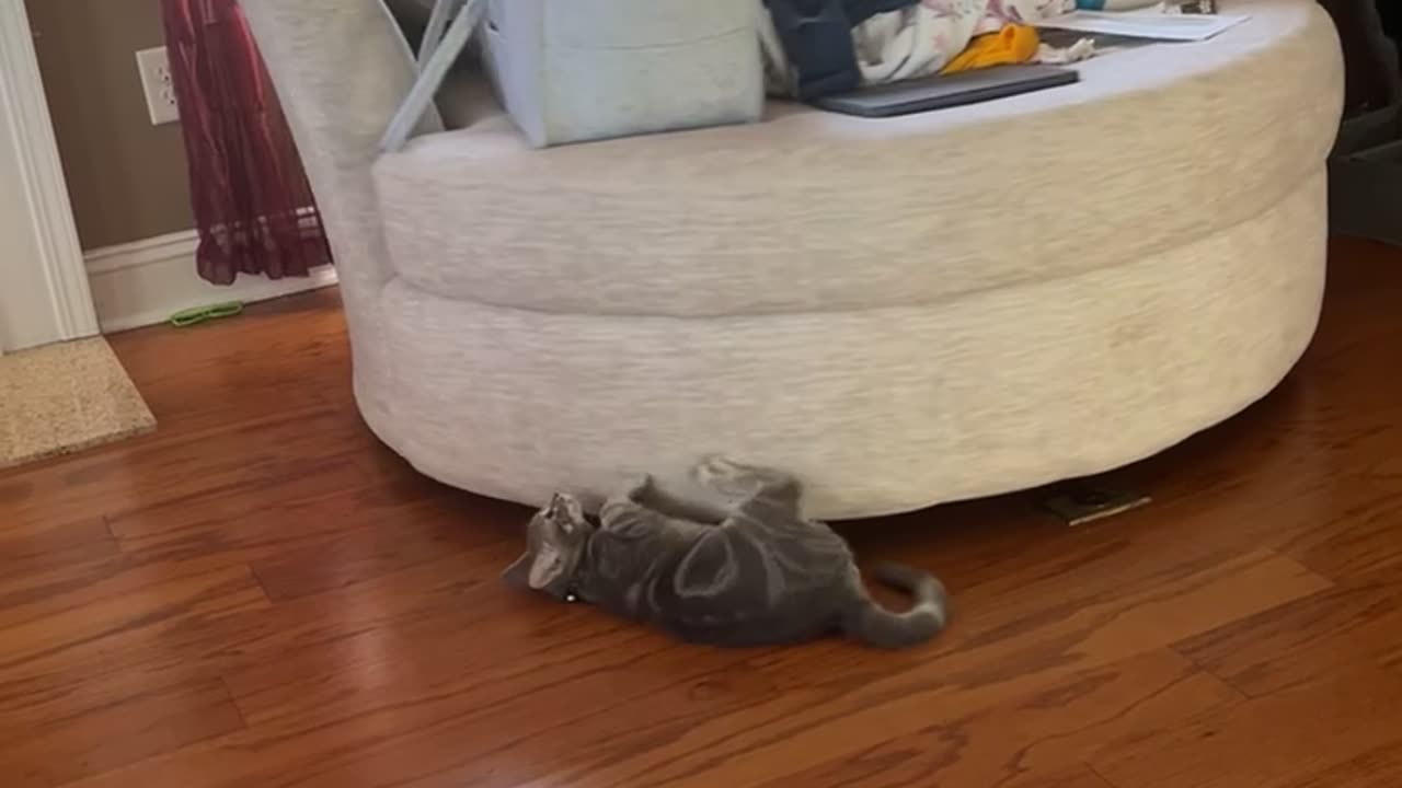 Cat-Powered Spinning Chair