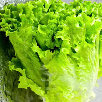 lettuce health benefits #shorts #diet #gardening #farming