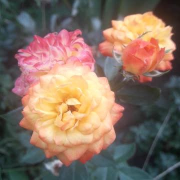 Roses of girlfriends