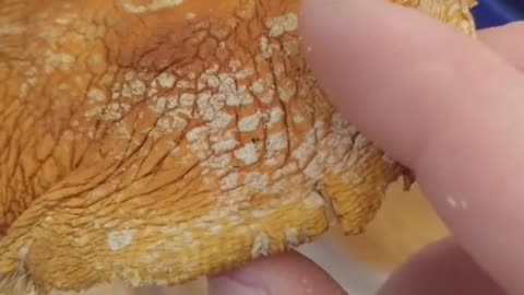 A mushroom that I call red fly