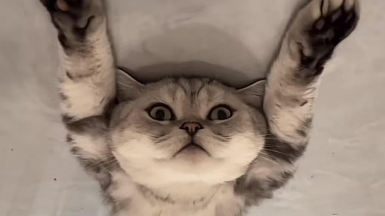 Very funny cat wawo