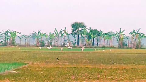 Slow motion video of a white buck flying over a crop field at dusk video 2025 skc.com 90