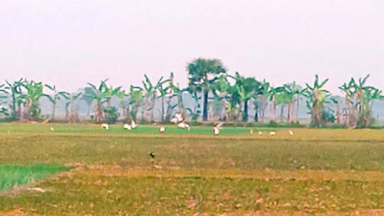Slow motion video of a white buck flying over a crop field at dusk video 2025 skc.com 90