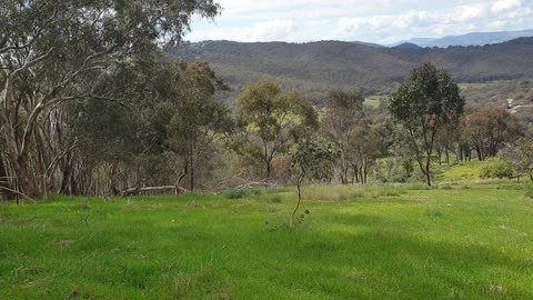 Bushwalking-Jindera Gap Nsw