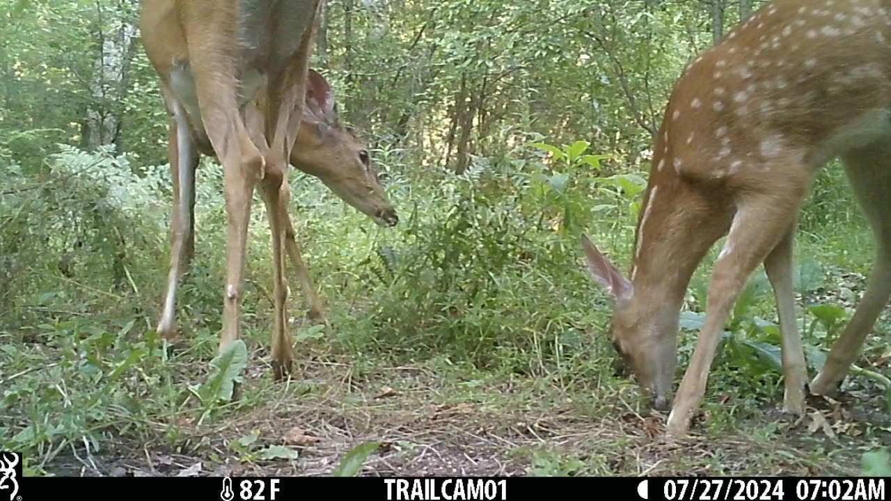 Michigan Trail Camera Wildlife 2023 Feral Dogs and Feral Cats