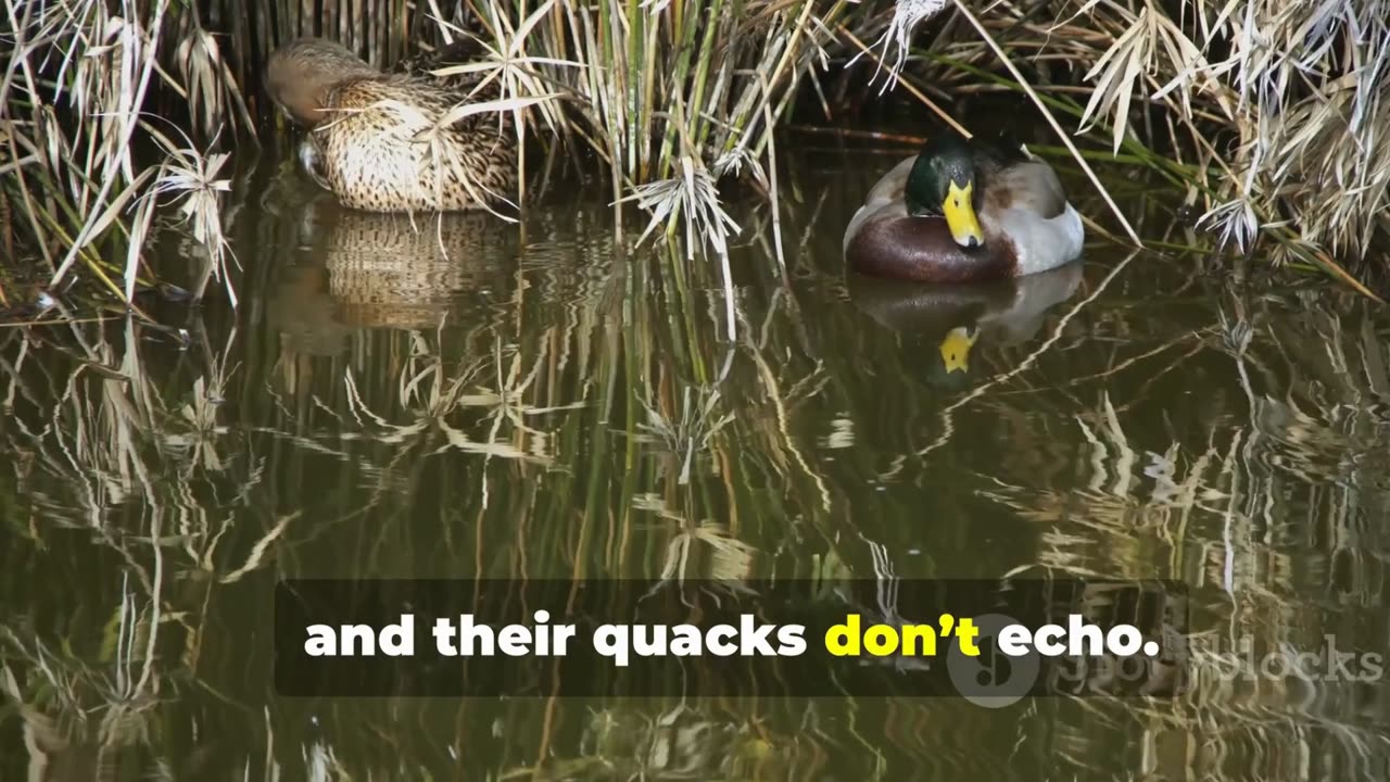 Interesting facts about Ducks