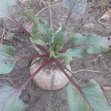 Beetroot