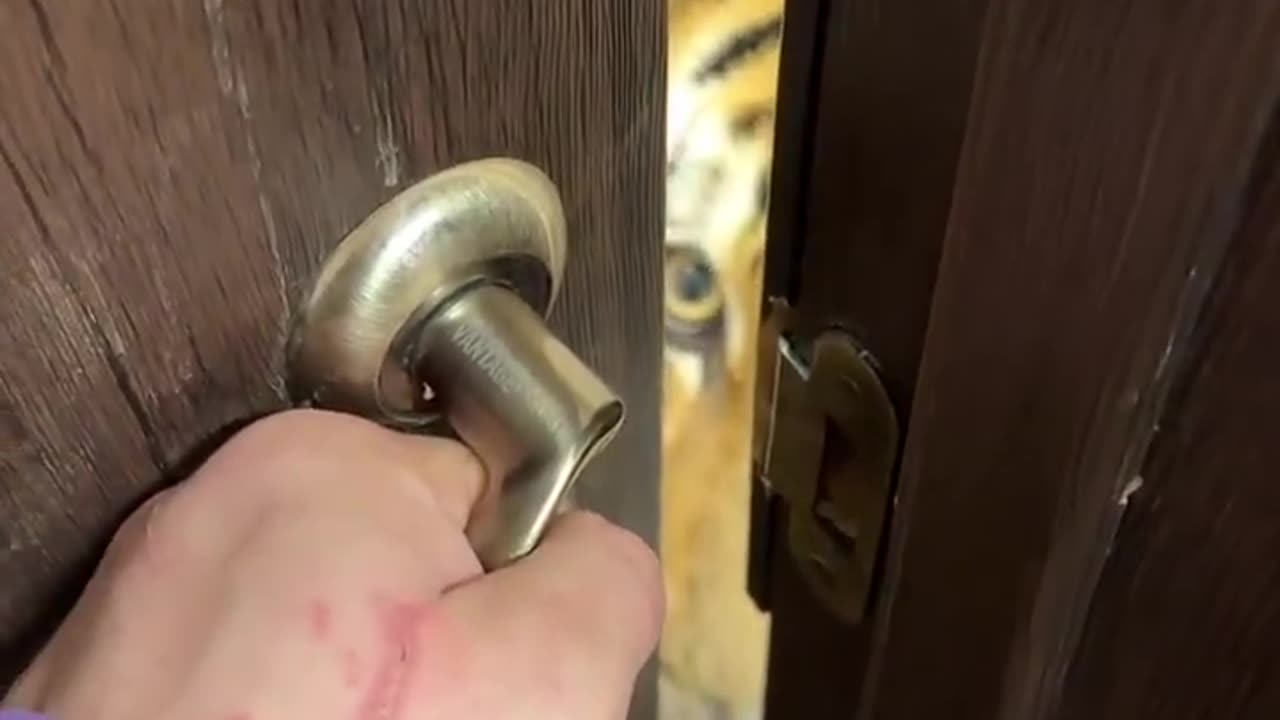 these orange cats are getting out of control