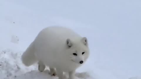 Fat Albino Fox