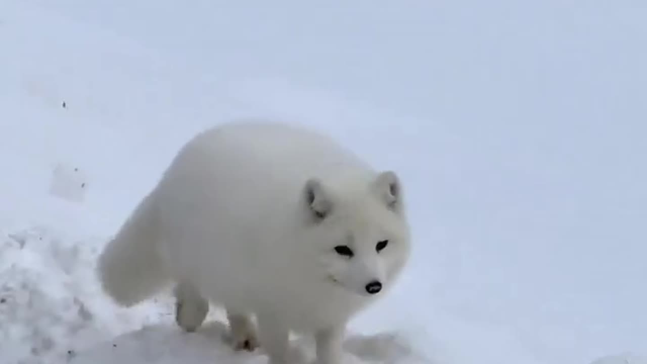 Fat Albino Fox