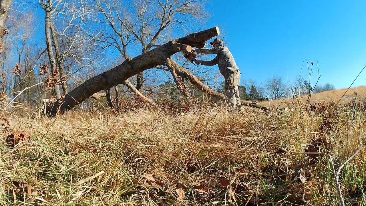 Tree Felling, the full version with firewood cutting.
