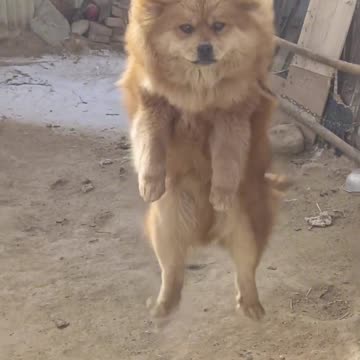 Reuniting with My Puppy