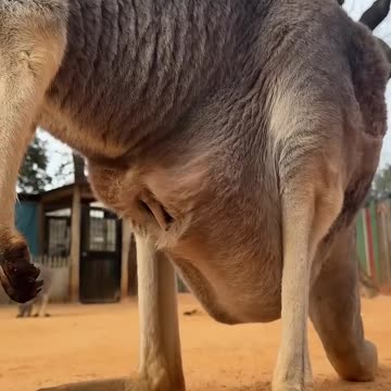 Baby kangaroo is peeking out of the pouch 🥰🦘 #animals #cuteanimals #shorts