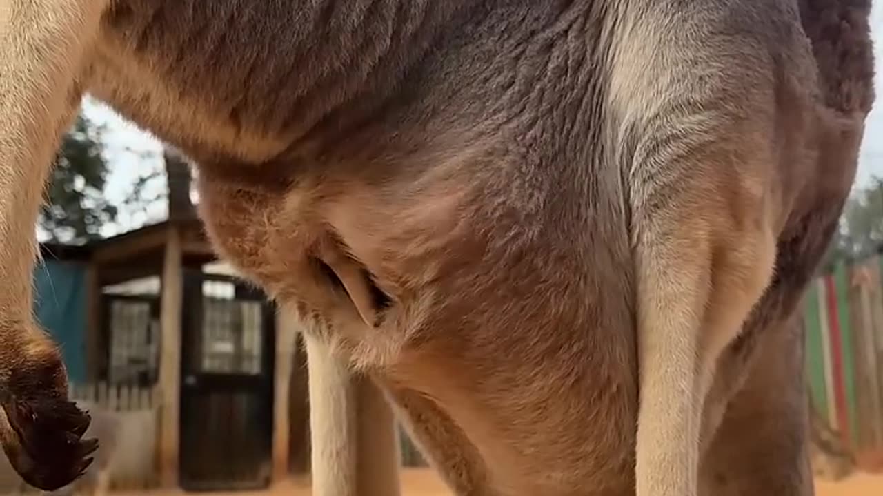 Baby kangaroo is peeking out of the pouch 🥰🦘 #animals #cuteanimals #shorts