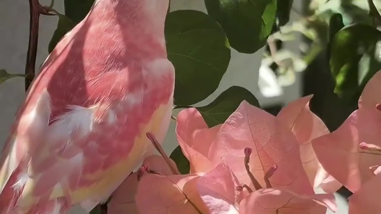 Bourk 🦜🌺 parrot