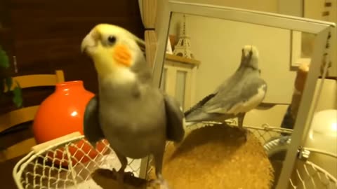 Parrot fun moments video