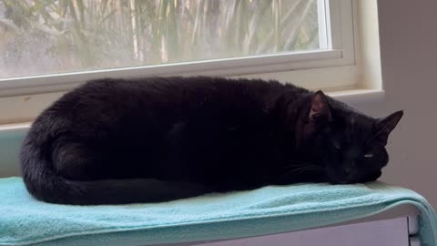 Cute Precious Piper Resembles a French Loaf - Adopting a Cat from a Shelter Vlog