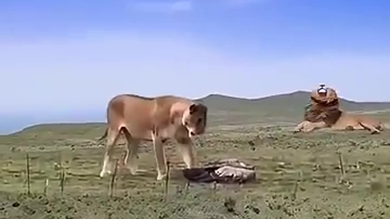 The lion jumped up to catch the bird