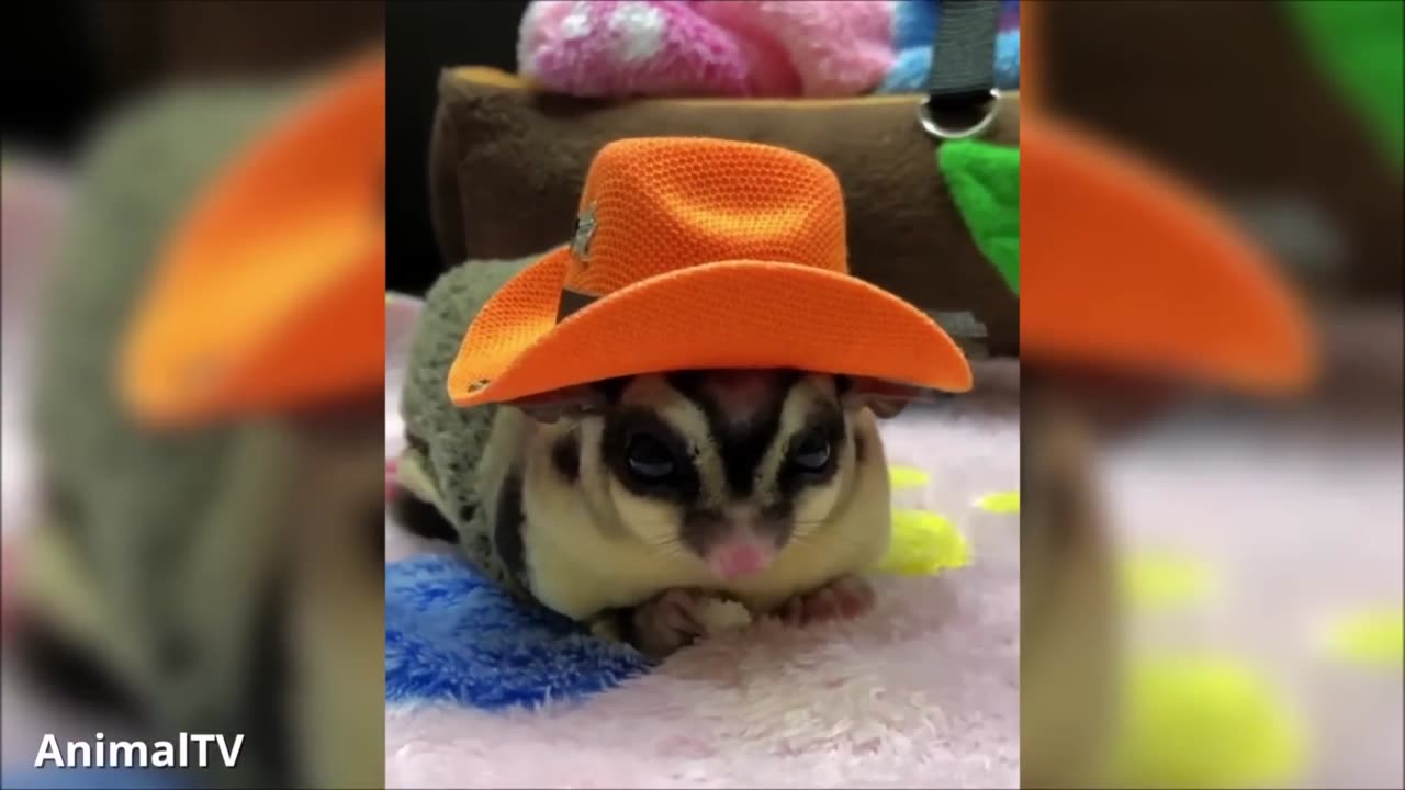 SUGAR GLIDERS Flying - Funny & Cute Compilation