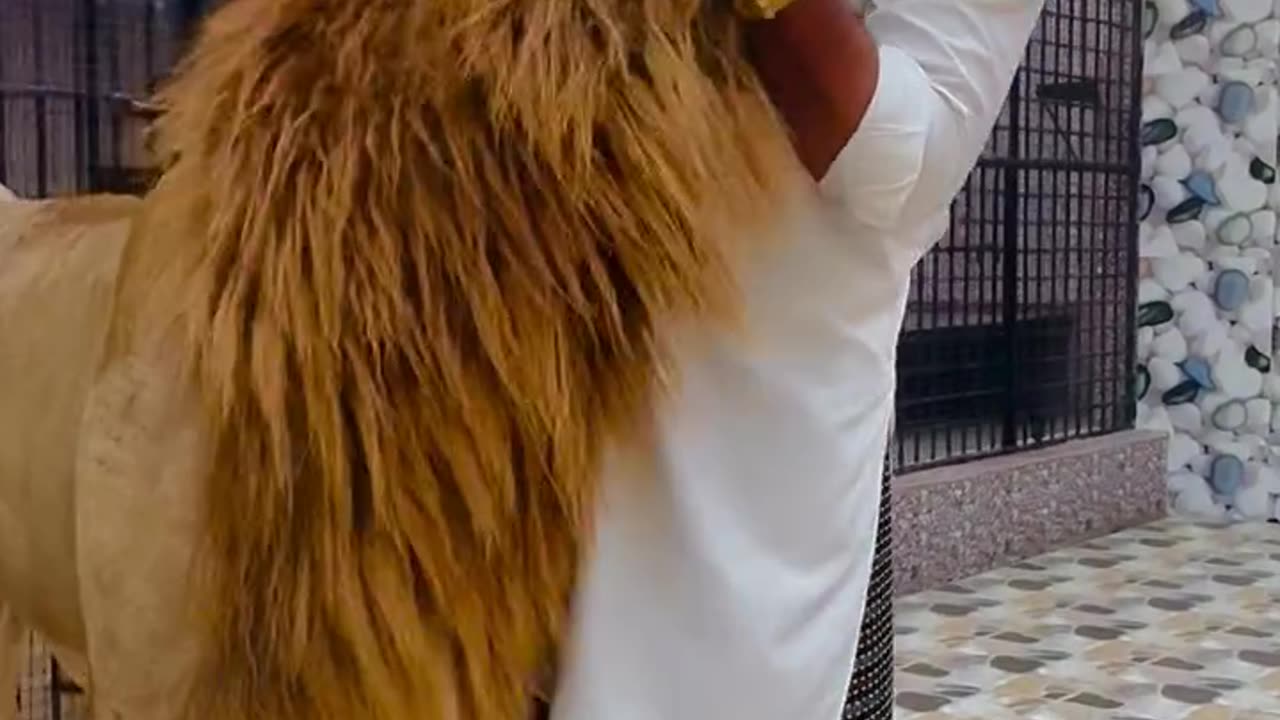 😲😲Amaizing lion
