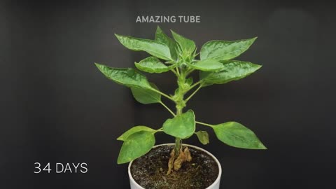 "Top Plants Time-Lapse from the Past Two Years in 23 Minutes!"