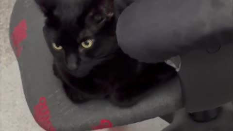 Cute Precious Piper Keeps An Eye on the Office - Adopting a Cat from a Shelter Vlog #shorts