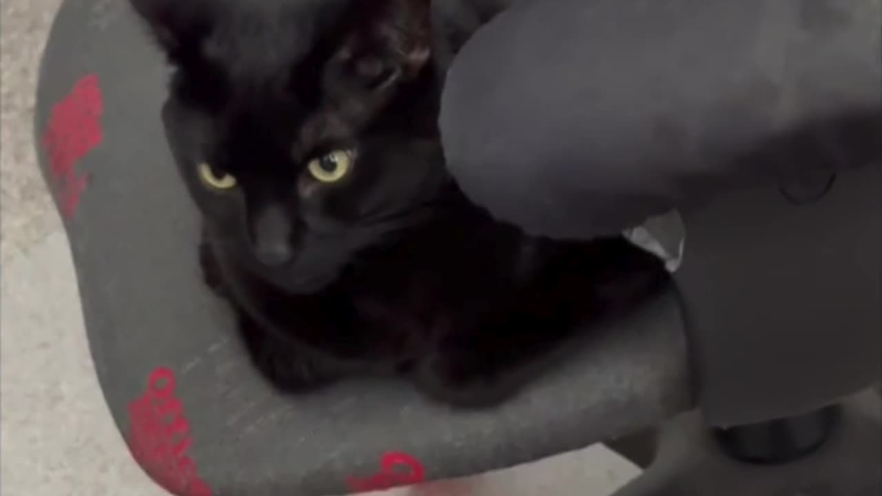 Cute Precious Piper Keeps An Eye on the Office - Adopting a Cat from a Shelter Vlog #shorts