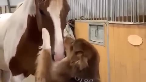 Funny dog