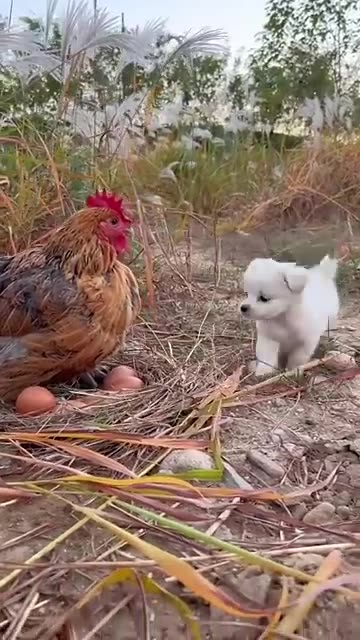Funny Pet`s Love- The wings of the mother 😘😘😘