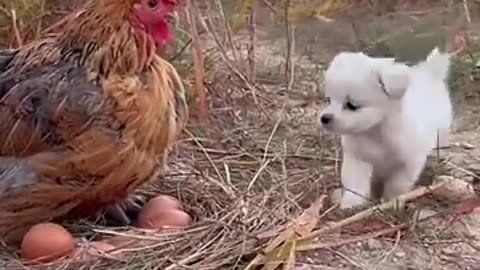 Funny Pet`s Love- The wings of the mother 😘😘😘