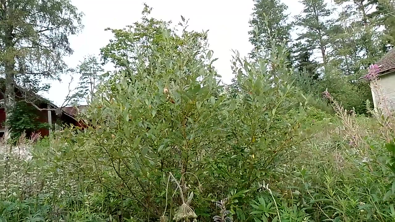 Enimmäkseen huonokuntoisia autiotaloja