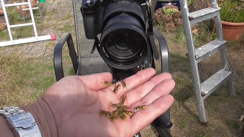 Man Holds Hornets and Yellow Jackets on His Bare Hands