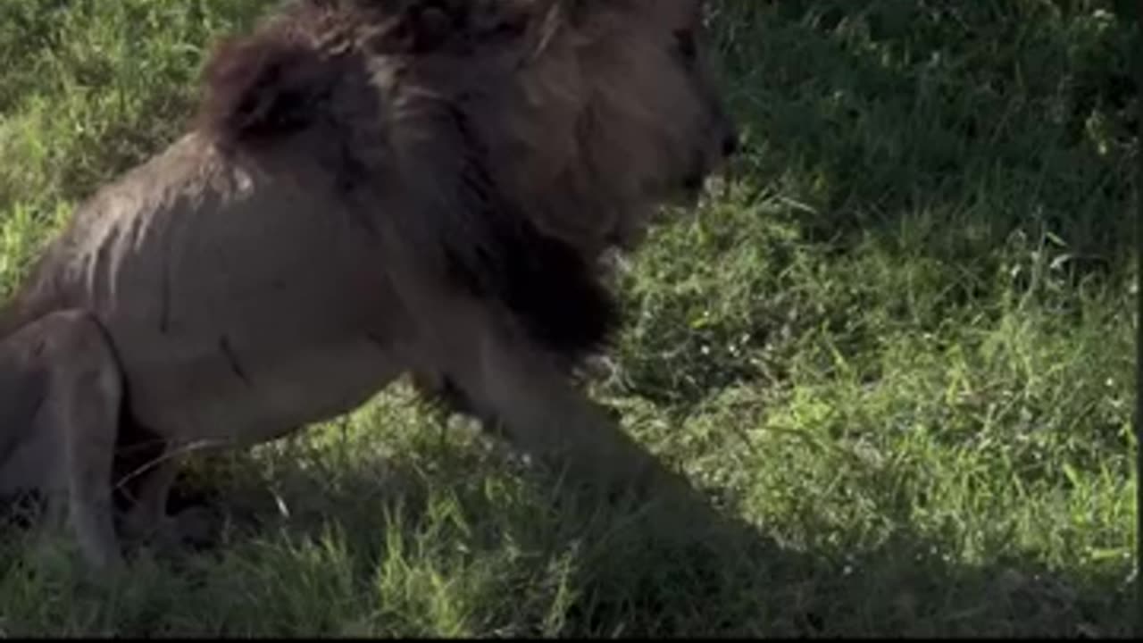 The real LION KING