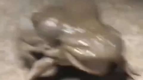 This frog screams like a cat