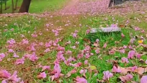 "Heavenly Bloom: Walking the Flower Path to Paradise"