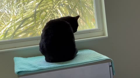 Cute Precious Piper Demonstrates How to Loaf - Adopting a Cat from a Shelter Vlog