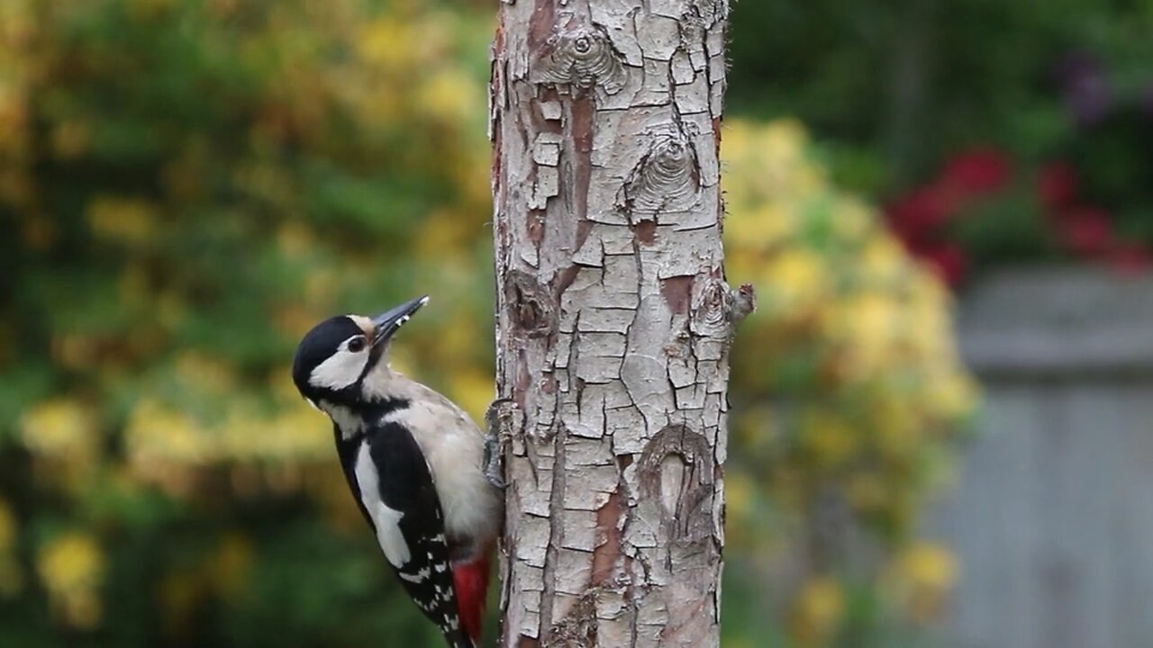 Woodpecker | cute Bird | Natures