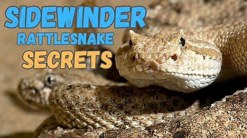 What They Aren't Telling You About The Sidewinder Rattlesnake