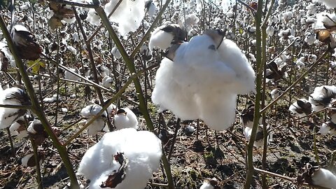 Cotton fields down home