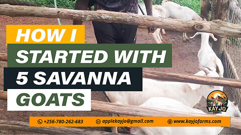 How I Started With 5 Savanna Goats | ep22 #goatfarming #savanna