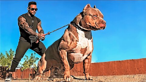 Top 5 Most Expensive Guard Dog Breeds in the World 2025