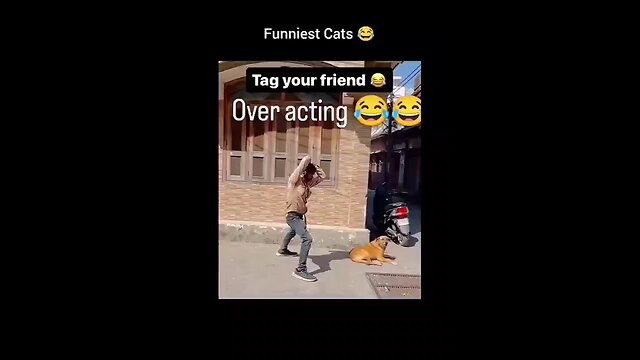 funny animal moments 😂🤣🤣