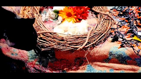 DIY XMAS "MAKING A CHRISTMAS WREATH"⭐️ing cute black cats angora helpers holiday home decor 2024