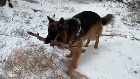 Dog