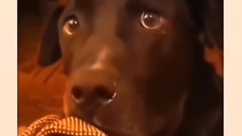 The fear in his eyes 😂. Funny dogs 🐶 cat literally shock what happened