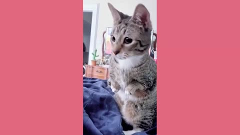 Funny cats and dogs videos 😂