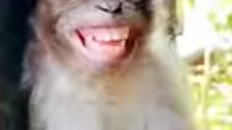 monkey funny smile new video Bandar ka funny video