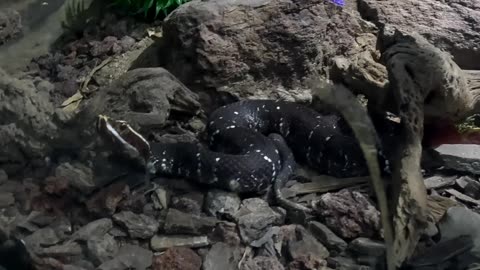 Mexican Moccasin at a Reptile Zoo in La Paz Mexico