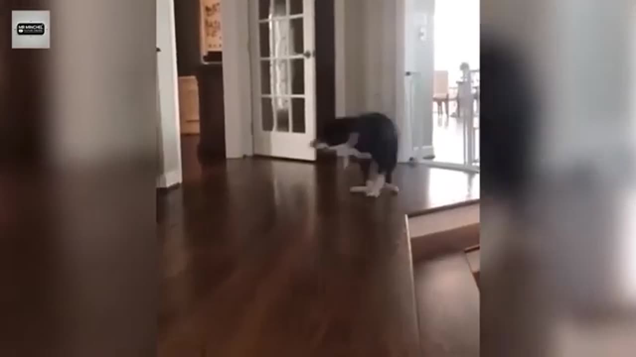 Funny Cute Dogs - Try Not To Laugh...
